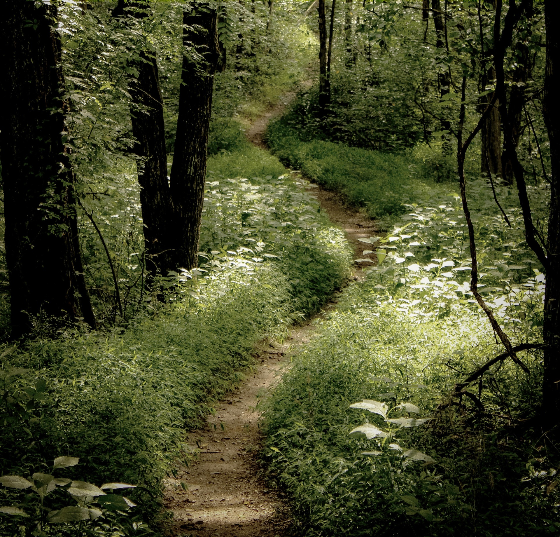 A narrow path through a lush green forest with sunlight filtering through the trees.