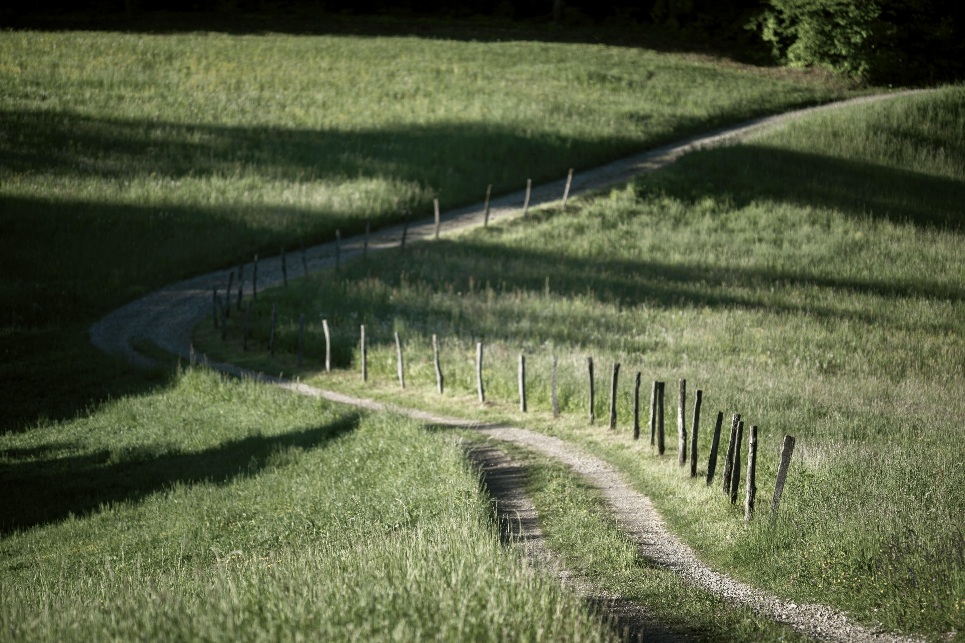 A winding path through a sunlit meadow.